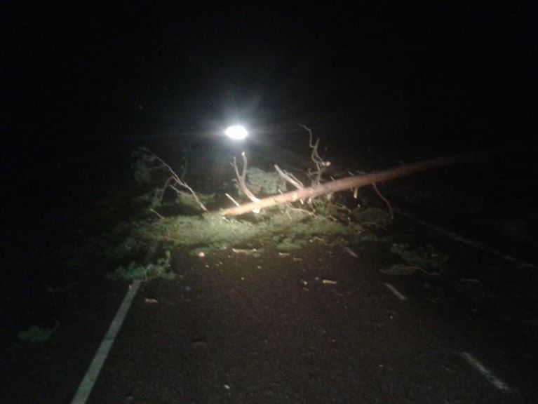 Nedfallet träd - Bilbärgning i Borås AB